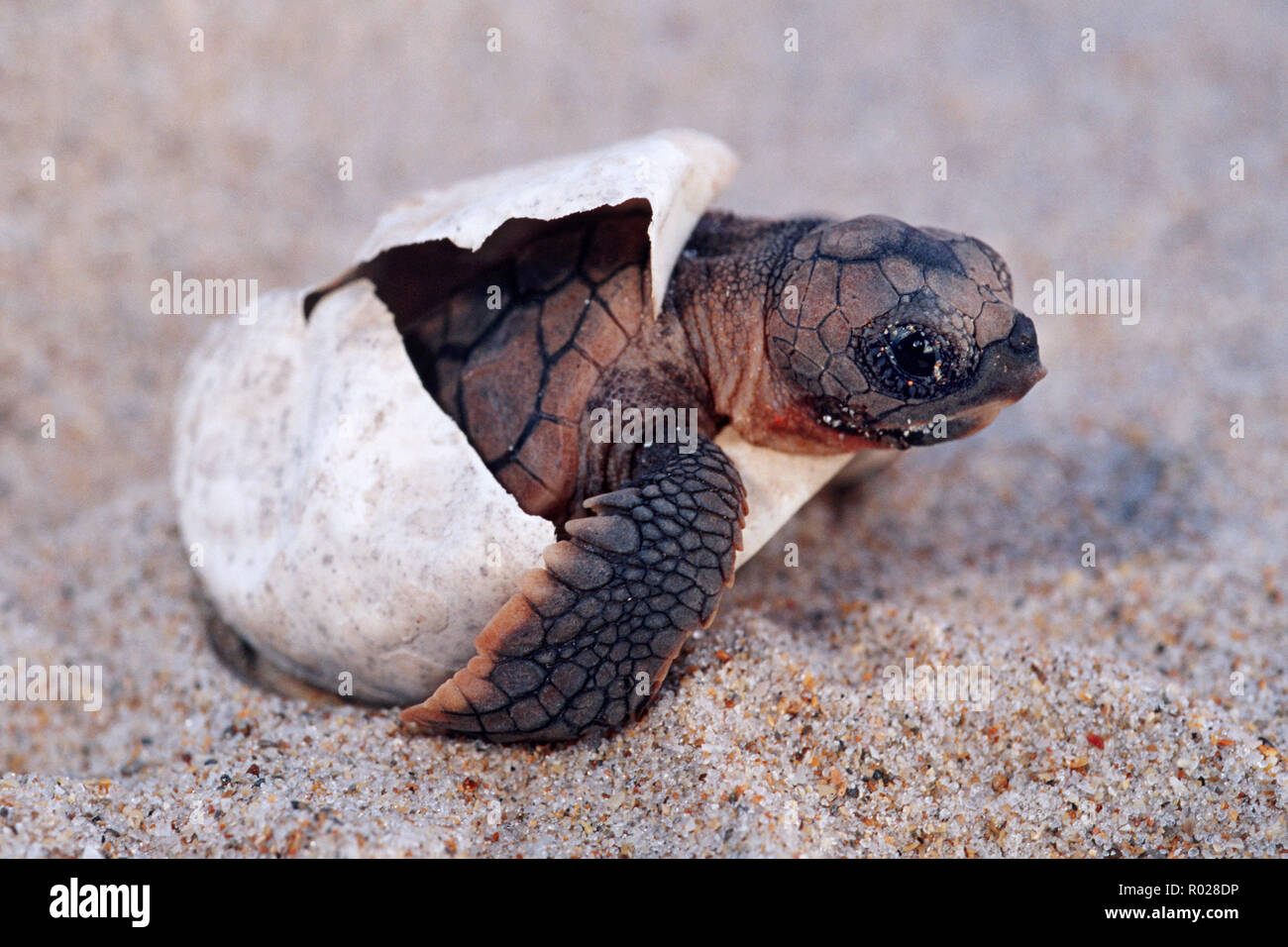 Loggerhead turtle, Caretta caretta, is endangered . A nest contains about 100 eggs . Hatchlings try to avoid many predators during their escape to the Stock Photo