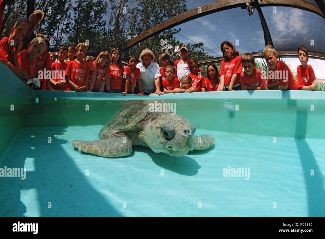 Sea turtle rehabilitation facilities help injured turtles safely return to the ocean . They also raise the public's awareness by giving tours and orga Stock Photo