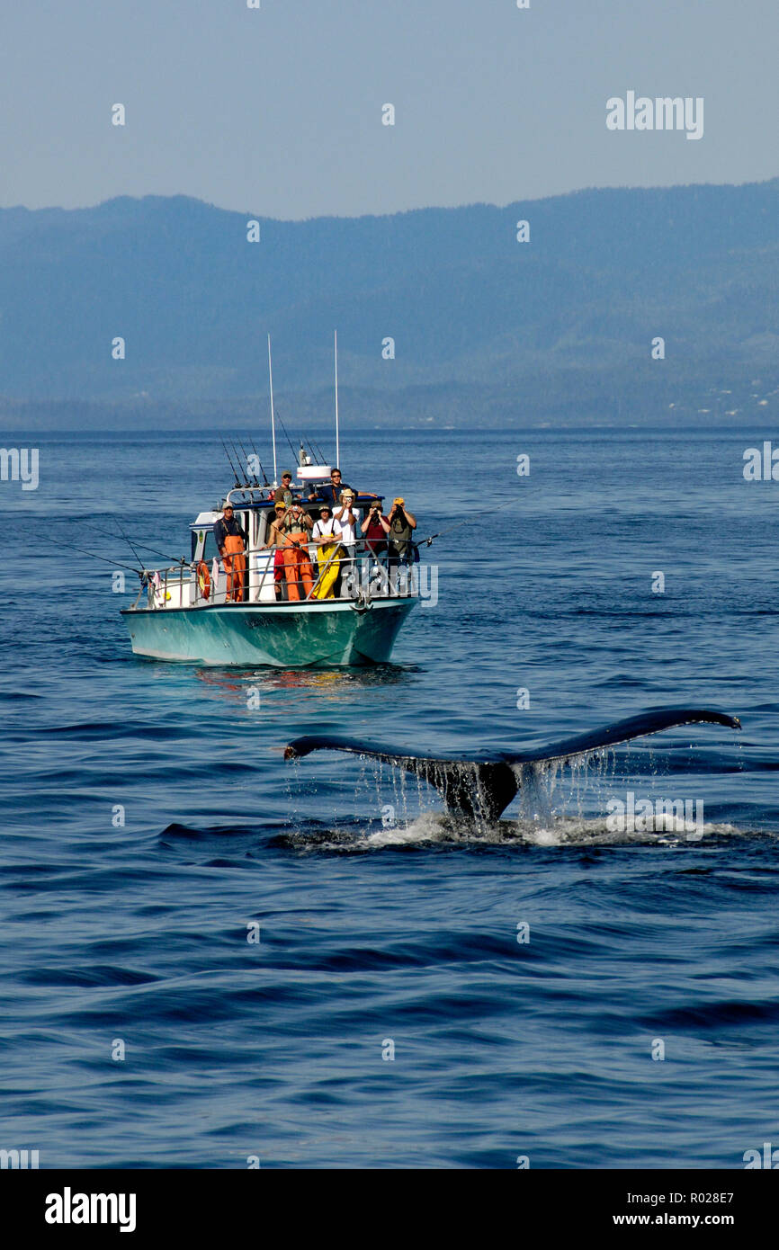 Humpback whale (Megaptera novaeangliae) watching, Clarence Strait, Alaska, Pacific Ocean Stock Photo