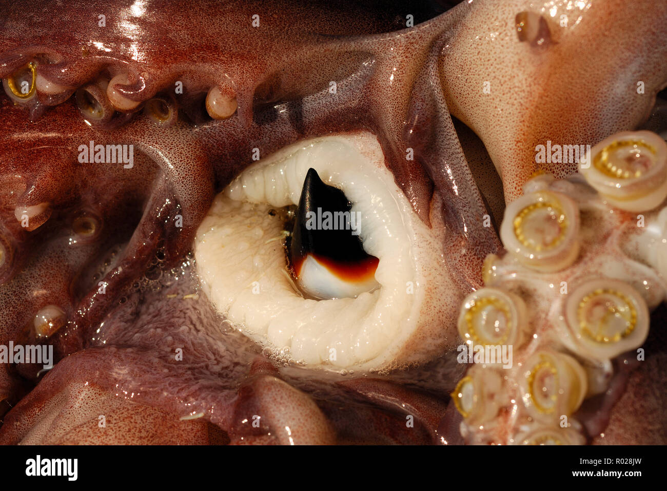 Humboldt squid, Dosidicus gigas, beak, Sea of Cortez, Mexico Stock Photo -  Alamy