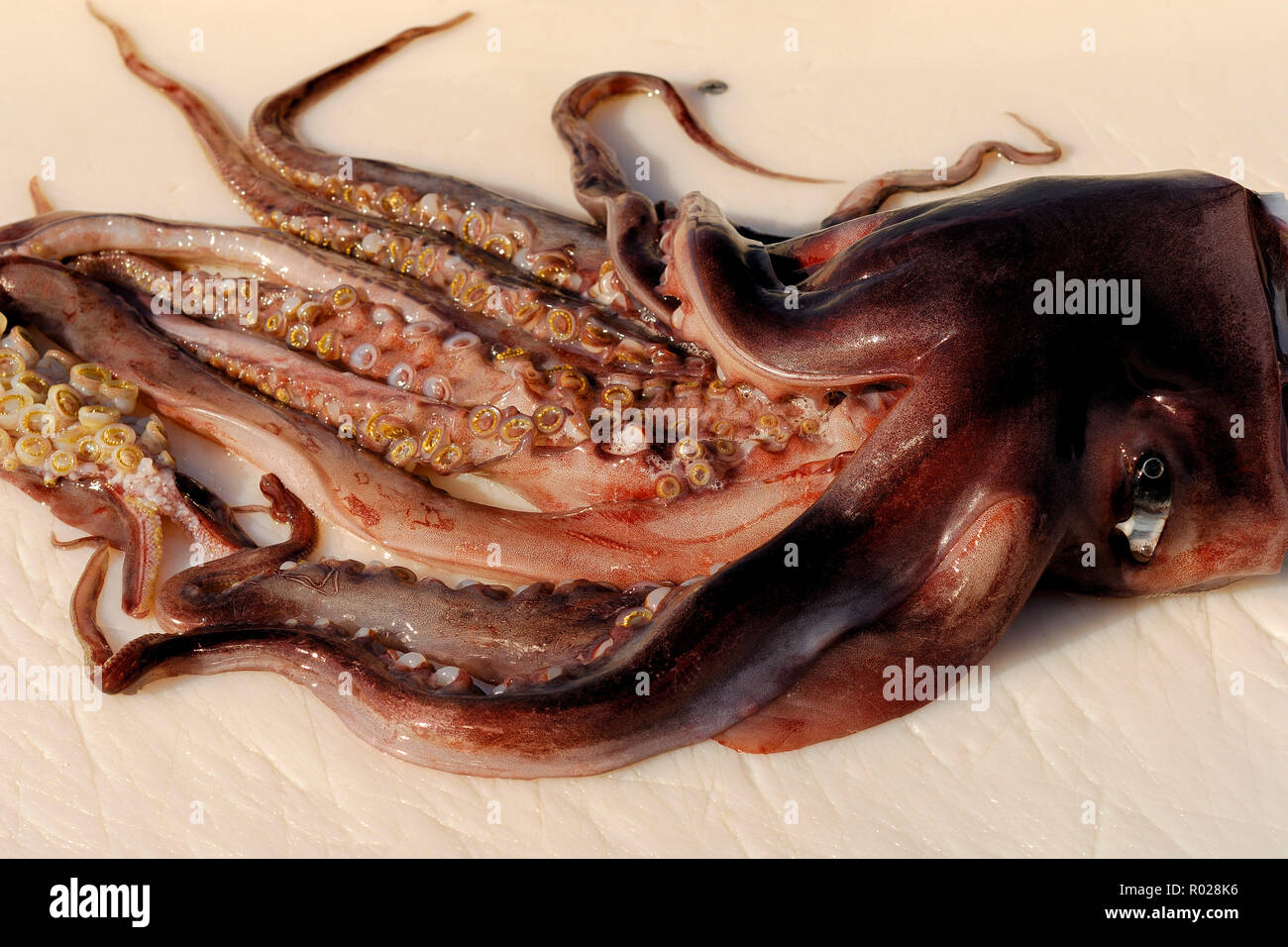 Humboldt squid, Dosidicus gigas, toothed suckers, Sea of Cortez, Mexico Stock Photo