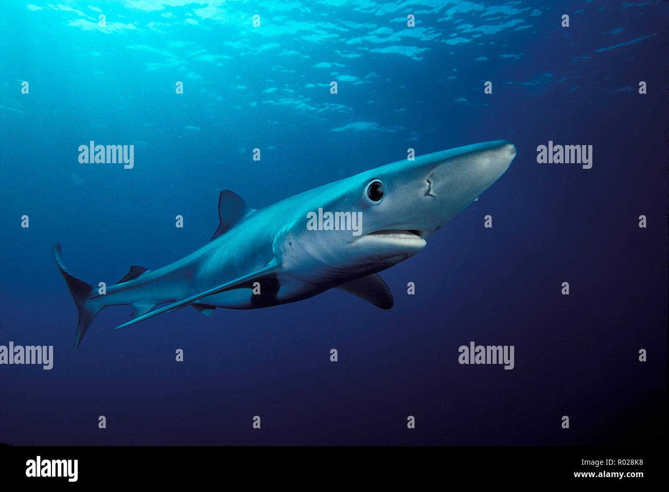 Blue shark, Prionace glauca, California, Pacific Ocean Stock Photo