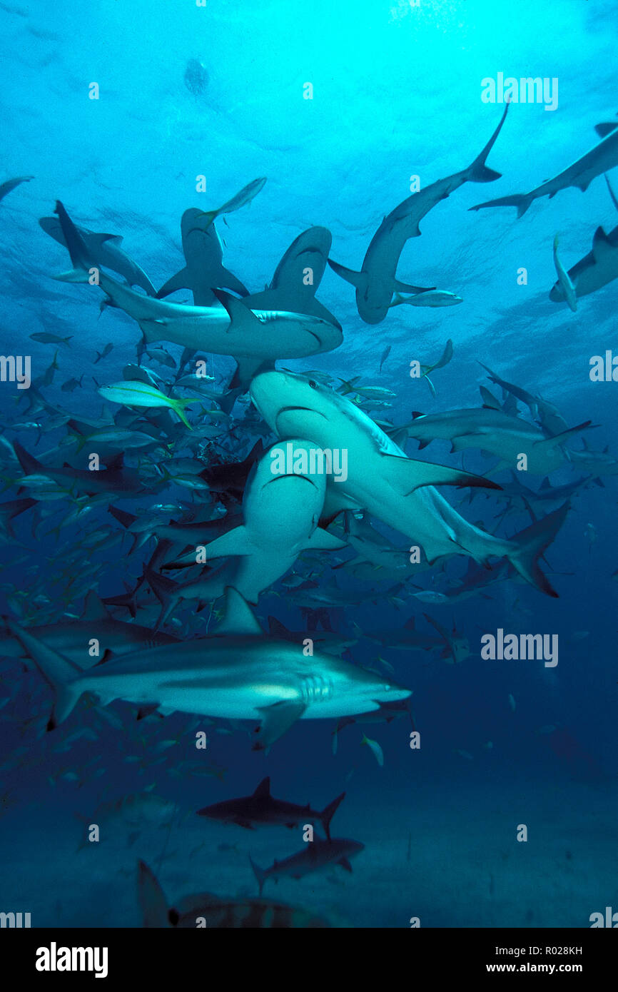 Caribbean Reef Shark, Carcharhinus perezi, Bahamas, Atlantic Ocean Stock Photo