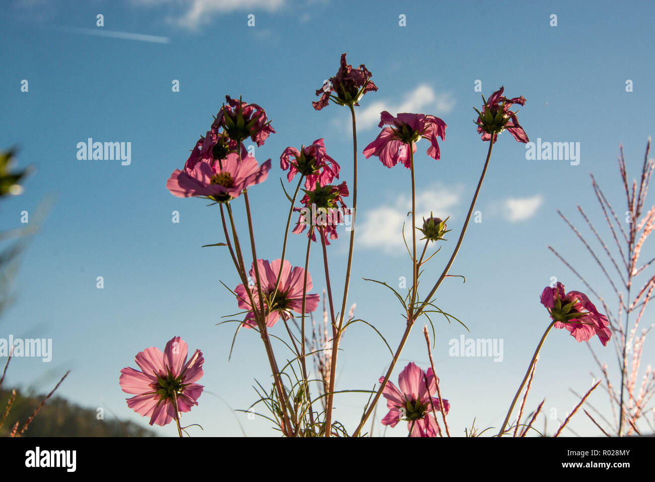 Purple flowers in front blue hi-res stock photography and images - Alamy