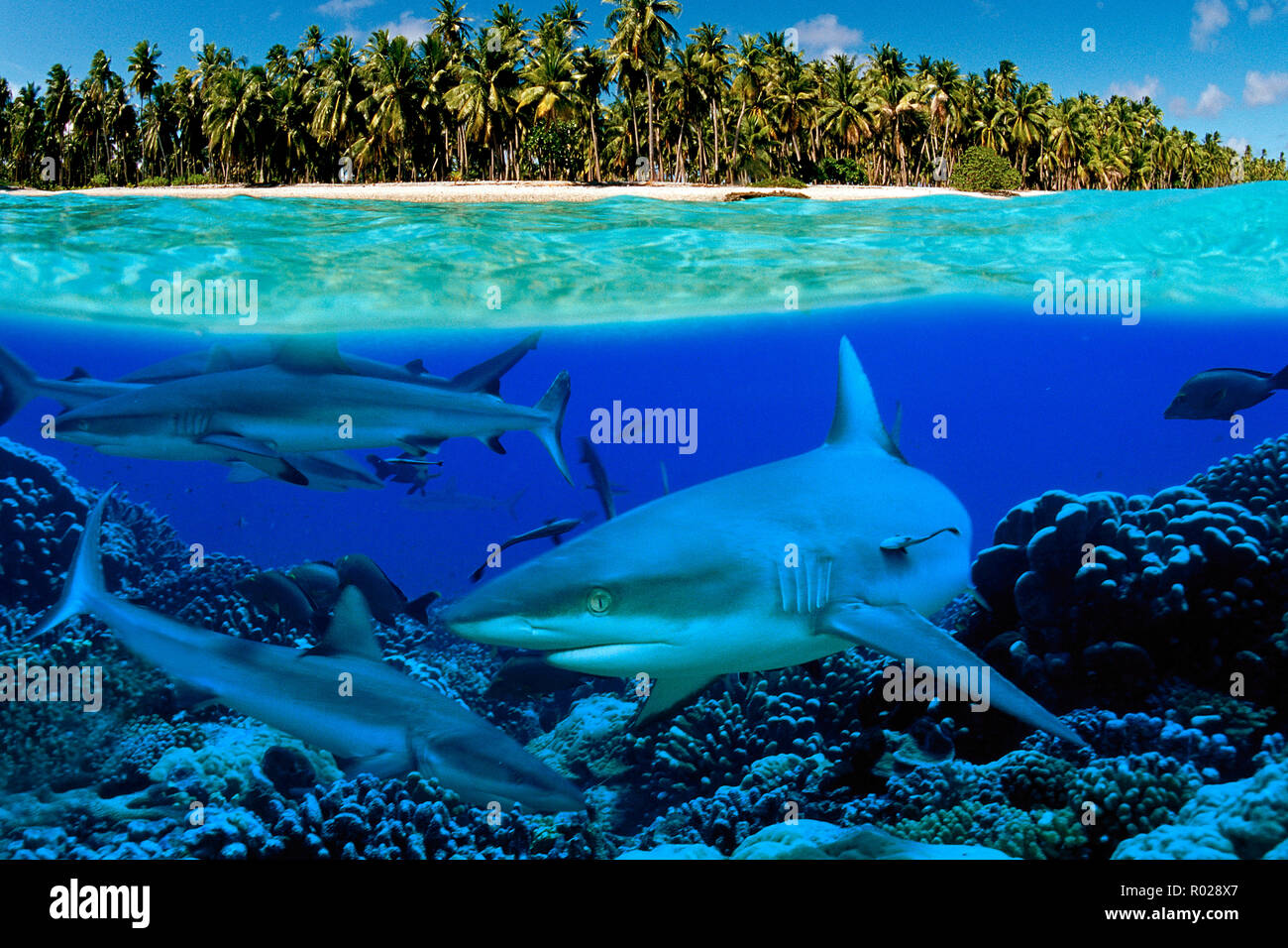 Gray reef shark, Carcharhinus amblyrhynchos, Tuamotus, Pacific Ocean Stock Photo