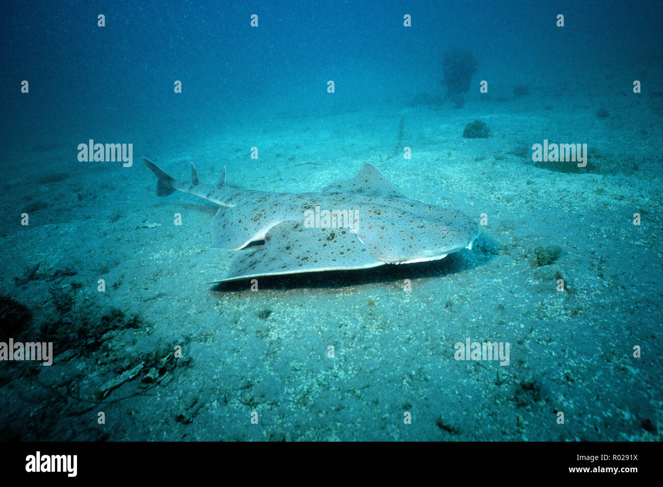 Pacific Angel Shark Squatina Californica Is Found In The Eastern 