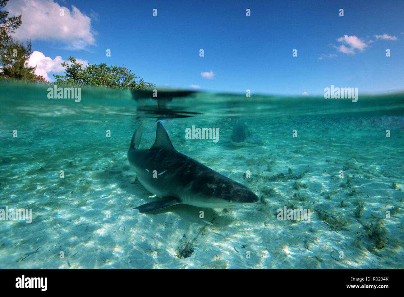 Blacktip shark, Carcharhinus limbatus, can be found in shallow water where they prey on small fishes and squid, Walker's Cay, Bahamas Islands, Atlanti Stock Photo