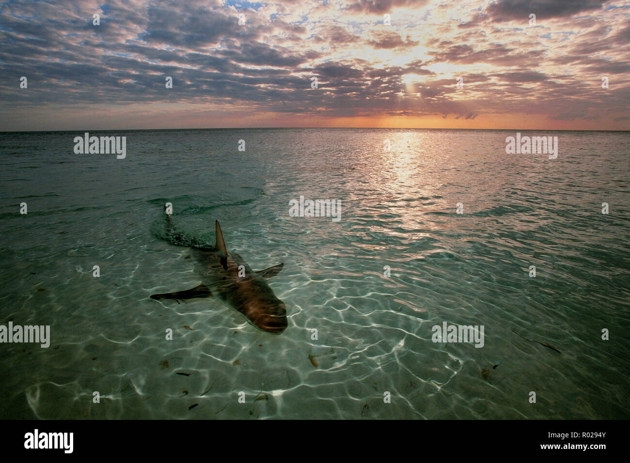 Blacktip shark, Carcharhinus limbatus, can be found in shallow water where they prey on small fishes and squid, Walker's Cay, Bahamas Islands, Atlanti Stock Photo
