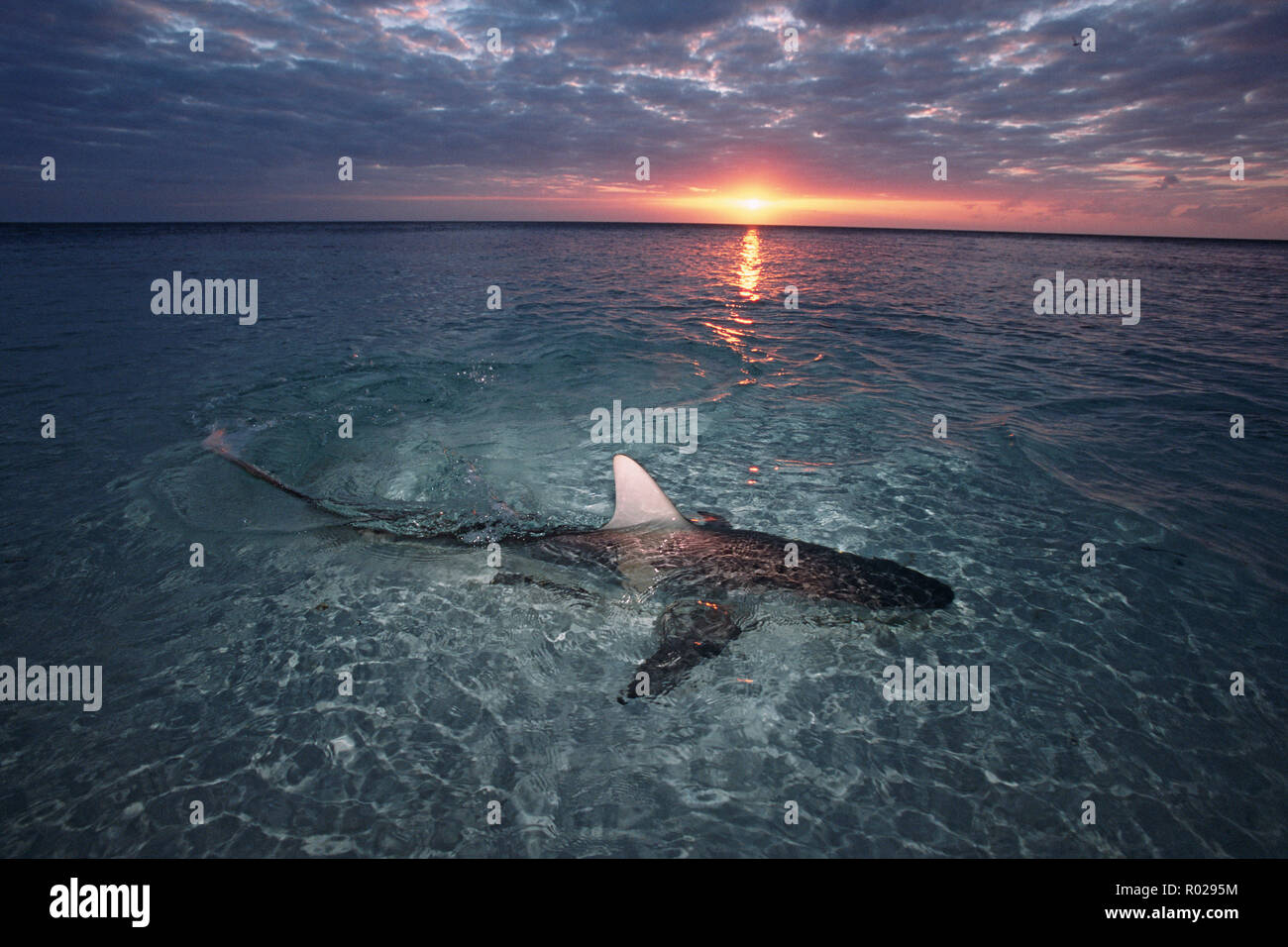 Blacktip shark, Carcharhinus limbatus, can be found in shallow water where they prey on small fishes and squid, Walker's Cay, Bahamas Islands, Atlanti Stock Photo