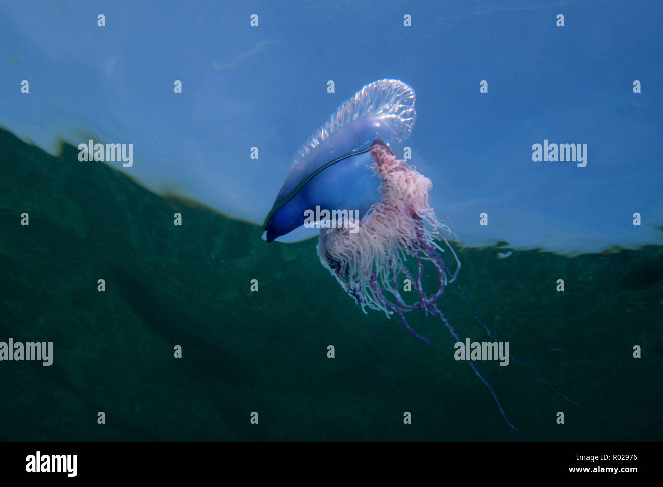 Portugese manofwar, Physalia physalis, have a gasfilled float and long stinging tentacles