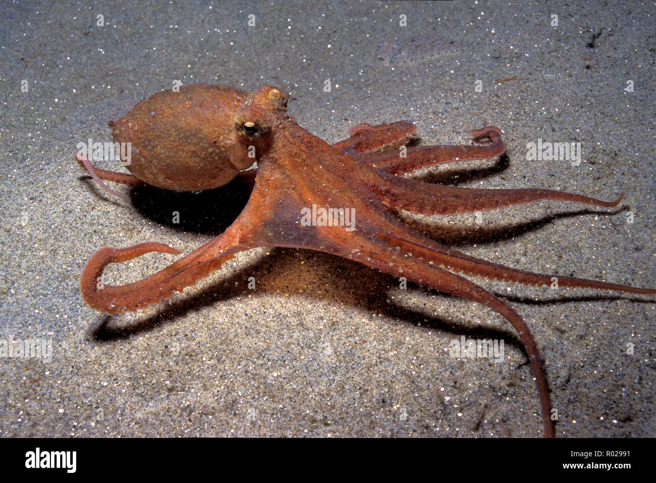 Twospot octopus, Octopus bimaculatus, California, Pacific Ocean Stock