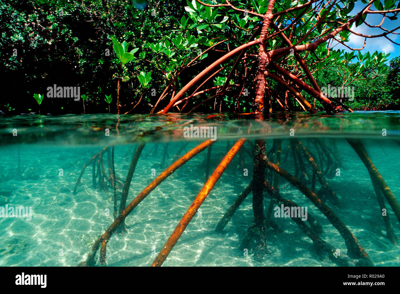 Red mangrove (Rhizophora stylosa) plants grow at the water's edge and provide food, shelter and nutrients for growing fishes.  Fiji, Indo-Pacific Stock Photo