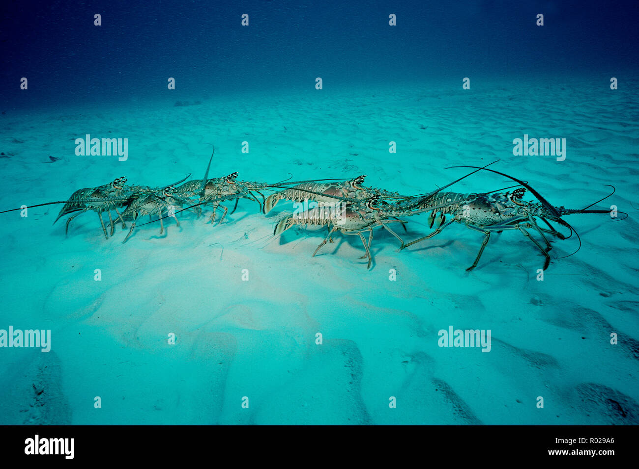 Caribbean spiny lobster, Panulirus argus, migrating  Caribbean, Atlantic Ocean Stock Photo