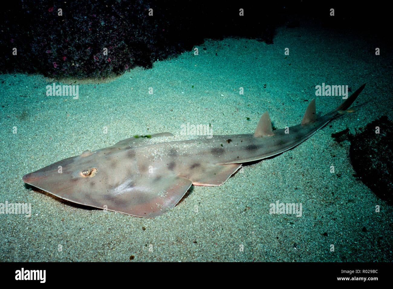 Shovelnose guitarfish, Rhinobatus productus, is found in the Eastern Pacific, where it feeds on clams, worms and crabs in the sand, California, Pacifi Stock Photo