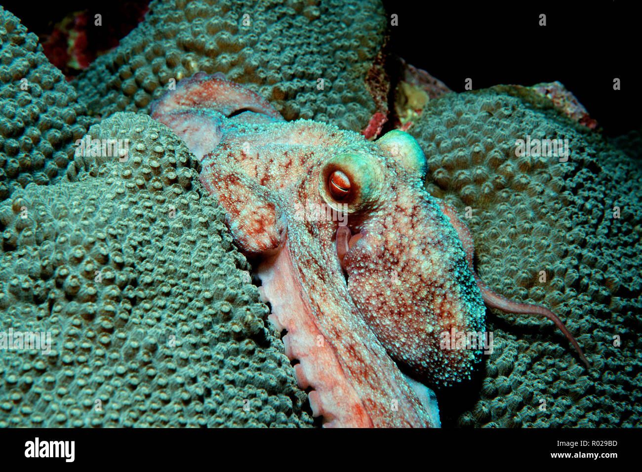Caribbean reef octopus, Octopus briareus, is active at night, changing its color and texture to match its surroundings, Caribbean, Atlantic Ocean Stock Photo
