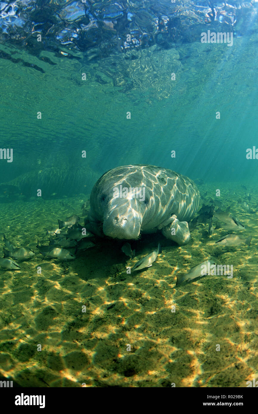 West Indian Manatee, Trichechus manatus, are endangered, and attracted