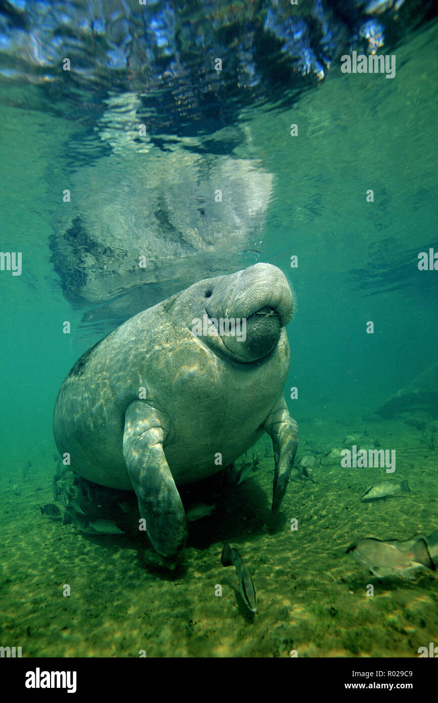 West Indian Manatee, Trichechus manatus, are endangered, and attracted