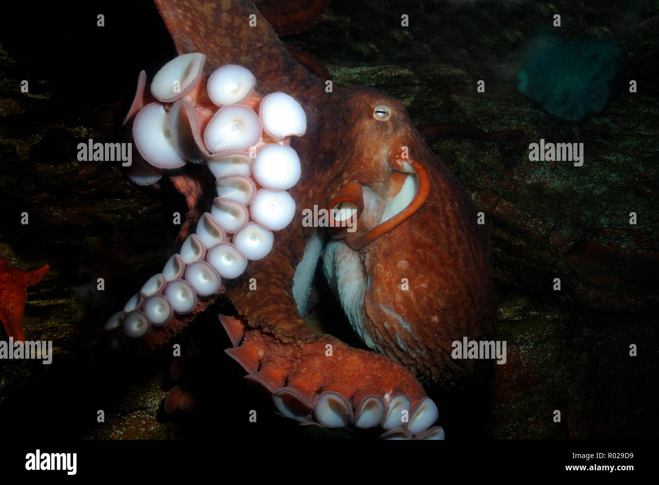 Giant Pacific octopus, Enteroctopus dofleini, captive Stock Photo Alamy