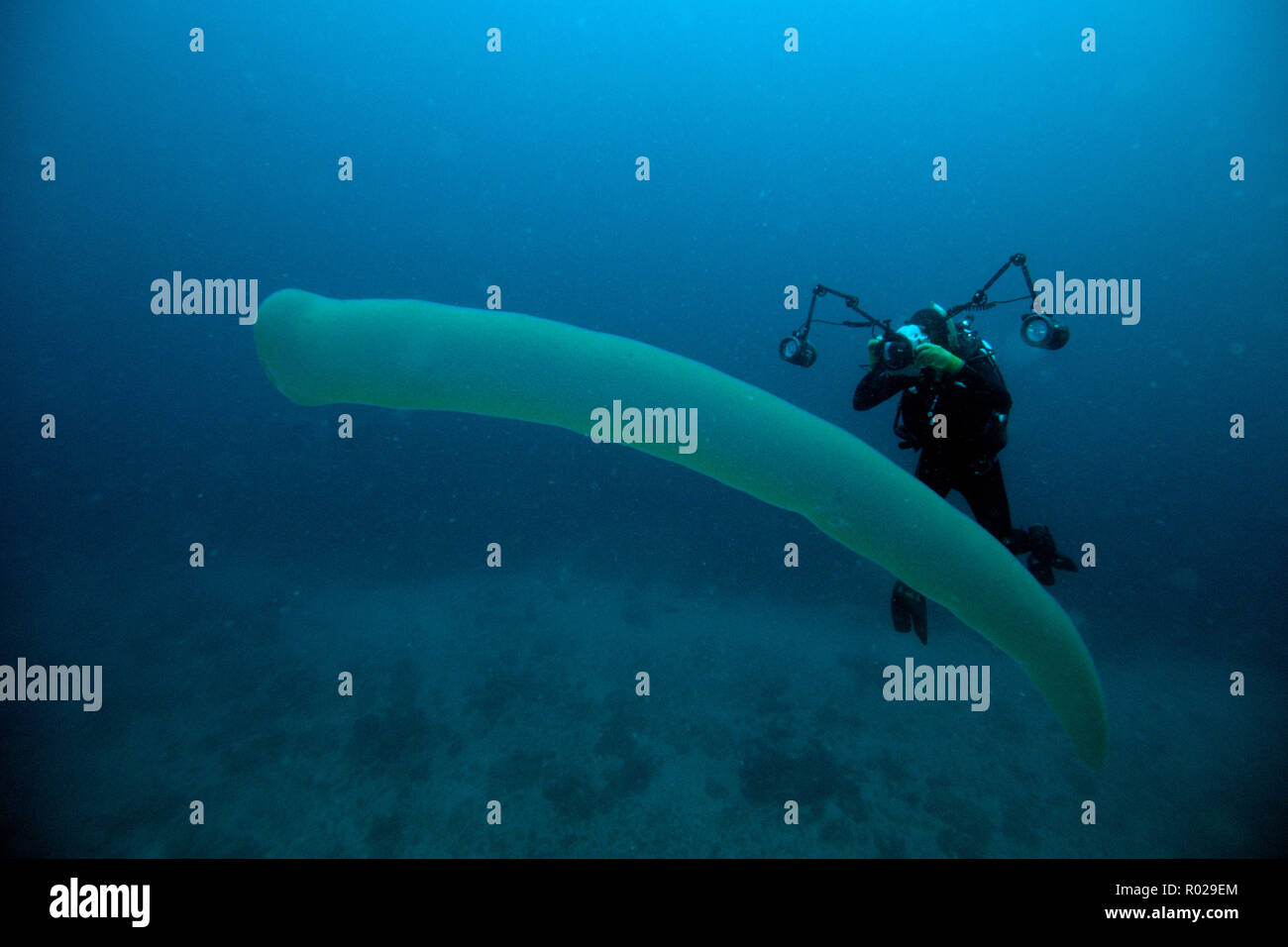 Pyrosomes, Pyrosoma atlanticum, spend their entire life in the open ocean . Pyrosomes are tropical colonial thaliaceans that can grow to 12 feet in le Stock Photo