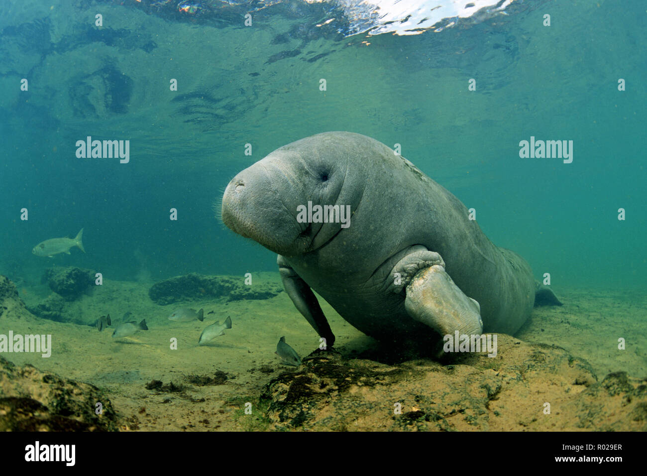West Indian Manatee, Trichechus manatus, are endangered, and attracted to the warm and shallow water of springs, when the ocean water cools in the win Stock Photo