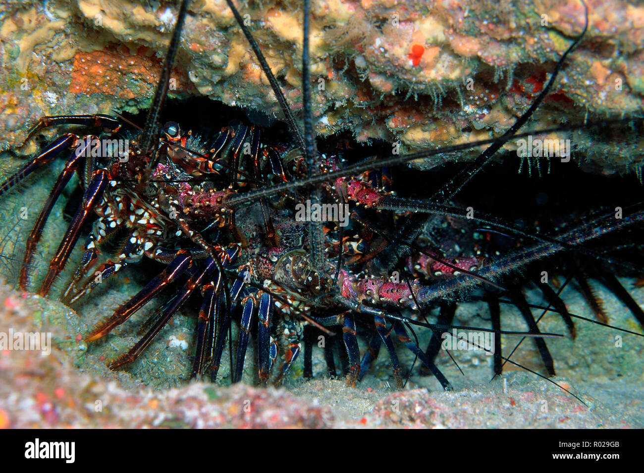 Pinto spiny lobster, Panulirus inflatus, Cocos Island, Pacific Ocean Stock Photo