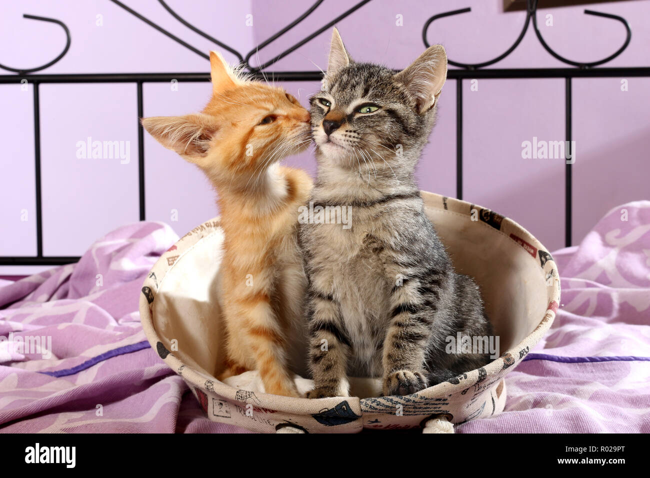 two kittens, 12 weeks old, red tabby and black tabby, cuddling Stock Photo