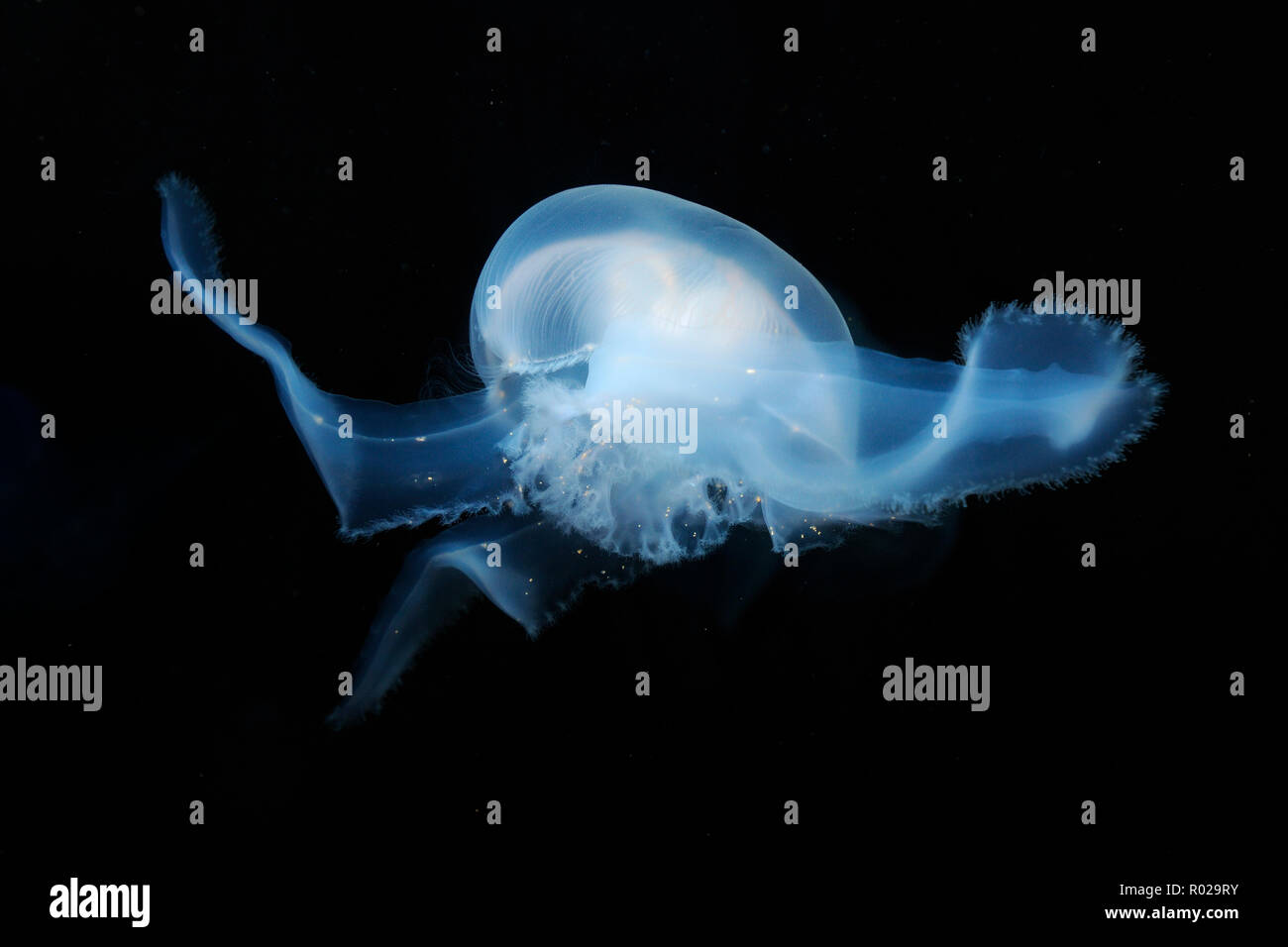 Moon jellyfish, Aurelia aurita, captive Stock Photo