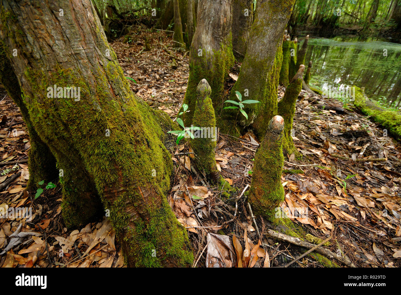 Bald cypress, Taxodium distichum, Chickenbranch sink, Wakulla county, North Florida Stock Photo