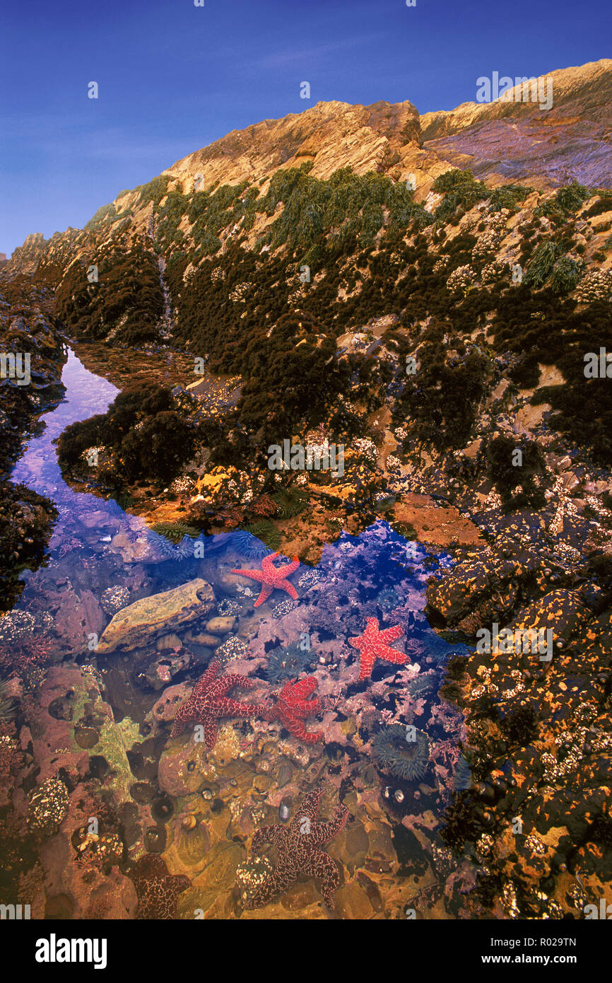 The Area Exposed At Low Tide And Underwater At High Tide Is The Intertidal Zone Tidepools Are Home To A Rich Diversity Of Plants And Animals Montana Stock Photo Alamy