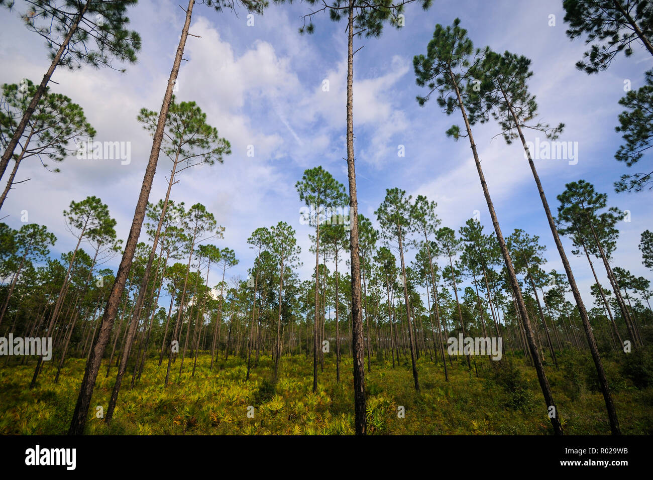 Pine flatwoods, North Florida Stock Photo
