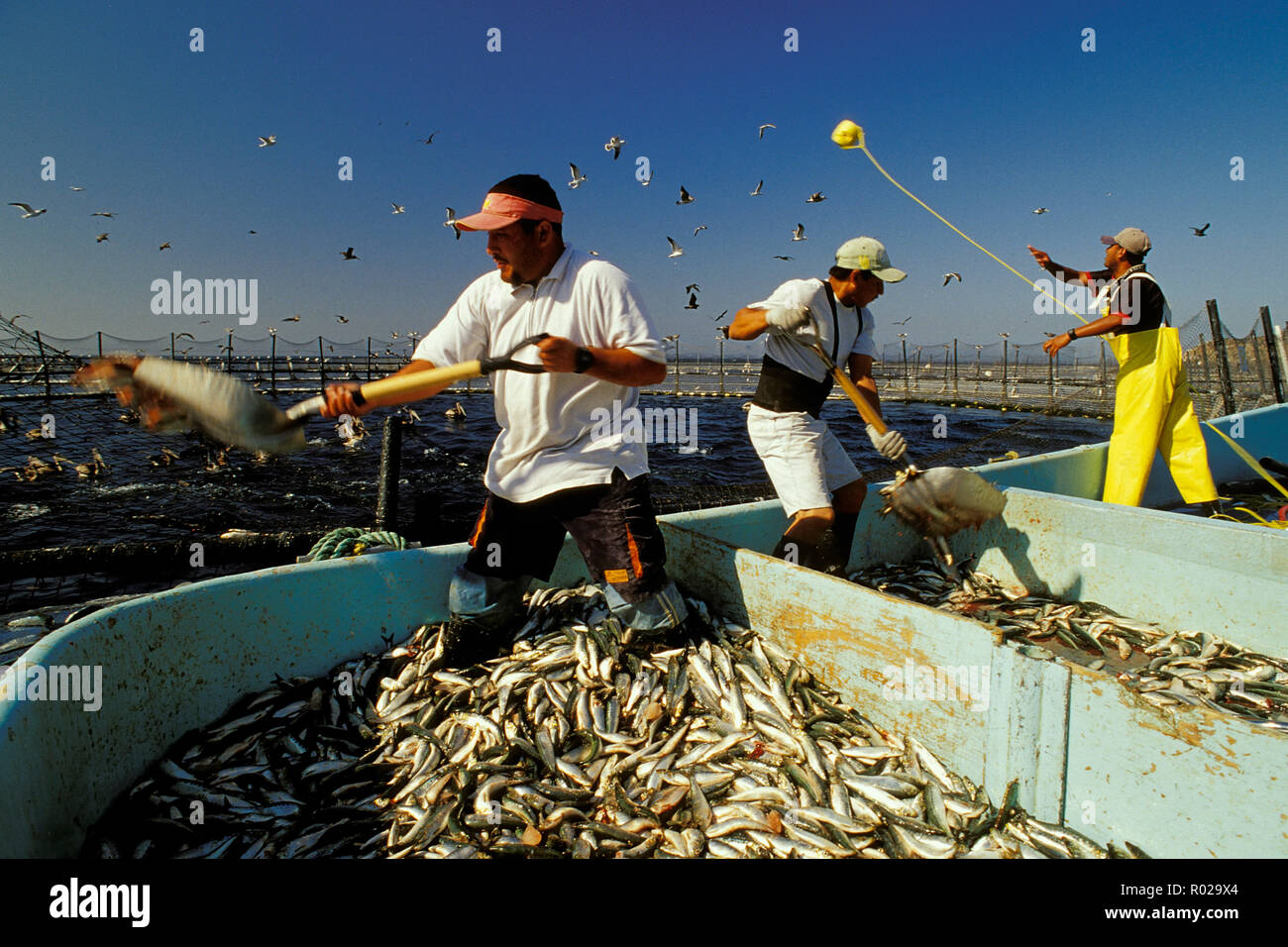 Northern Bluefin tuna aquaculture, Thunnus thynnus, Mexico, Pacific Ocean Stock Photo