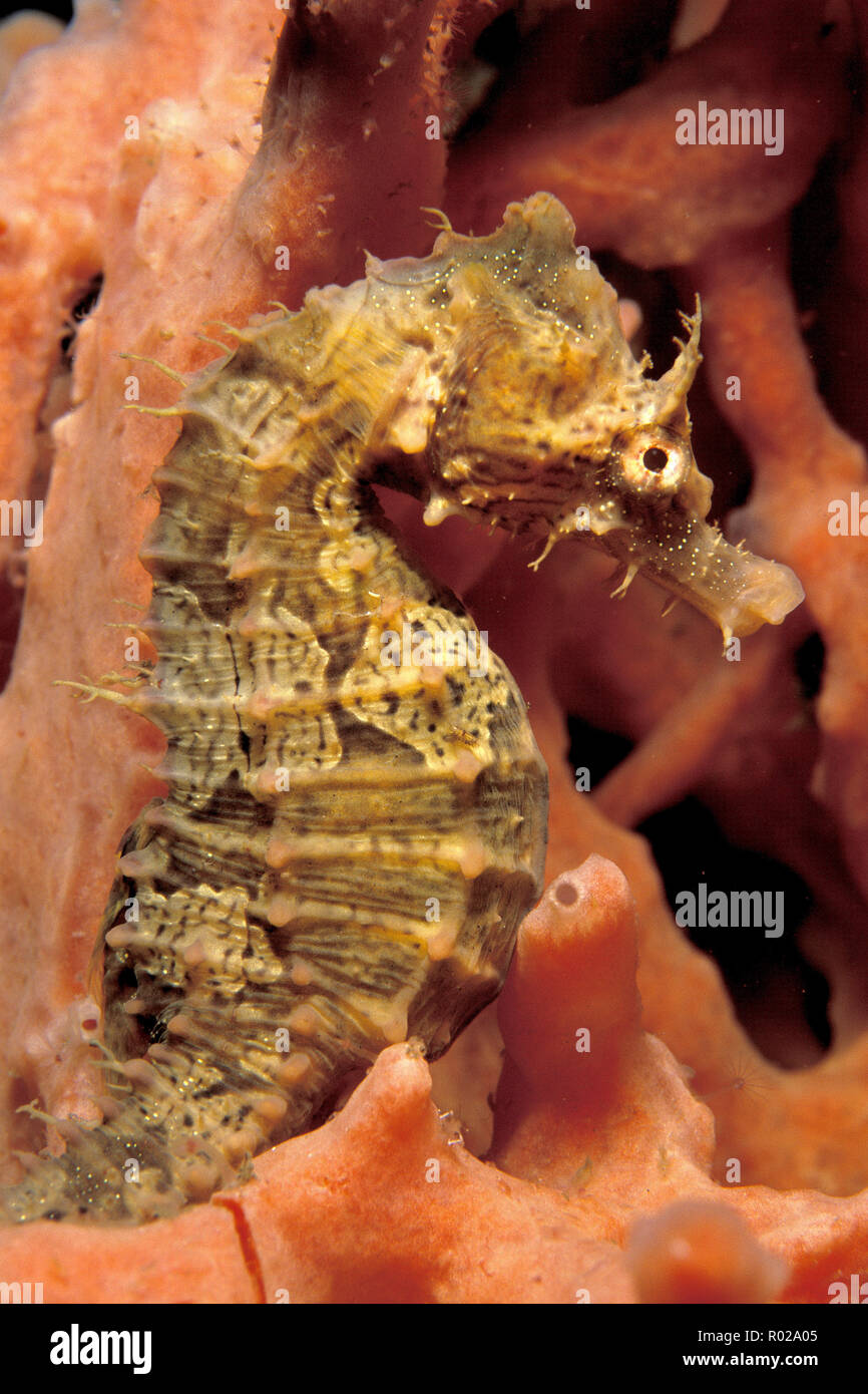 Lined seahorse, Hippocampus erectus Stock Photo - Alamy