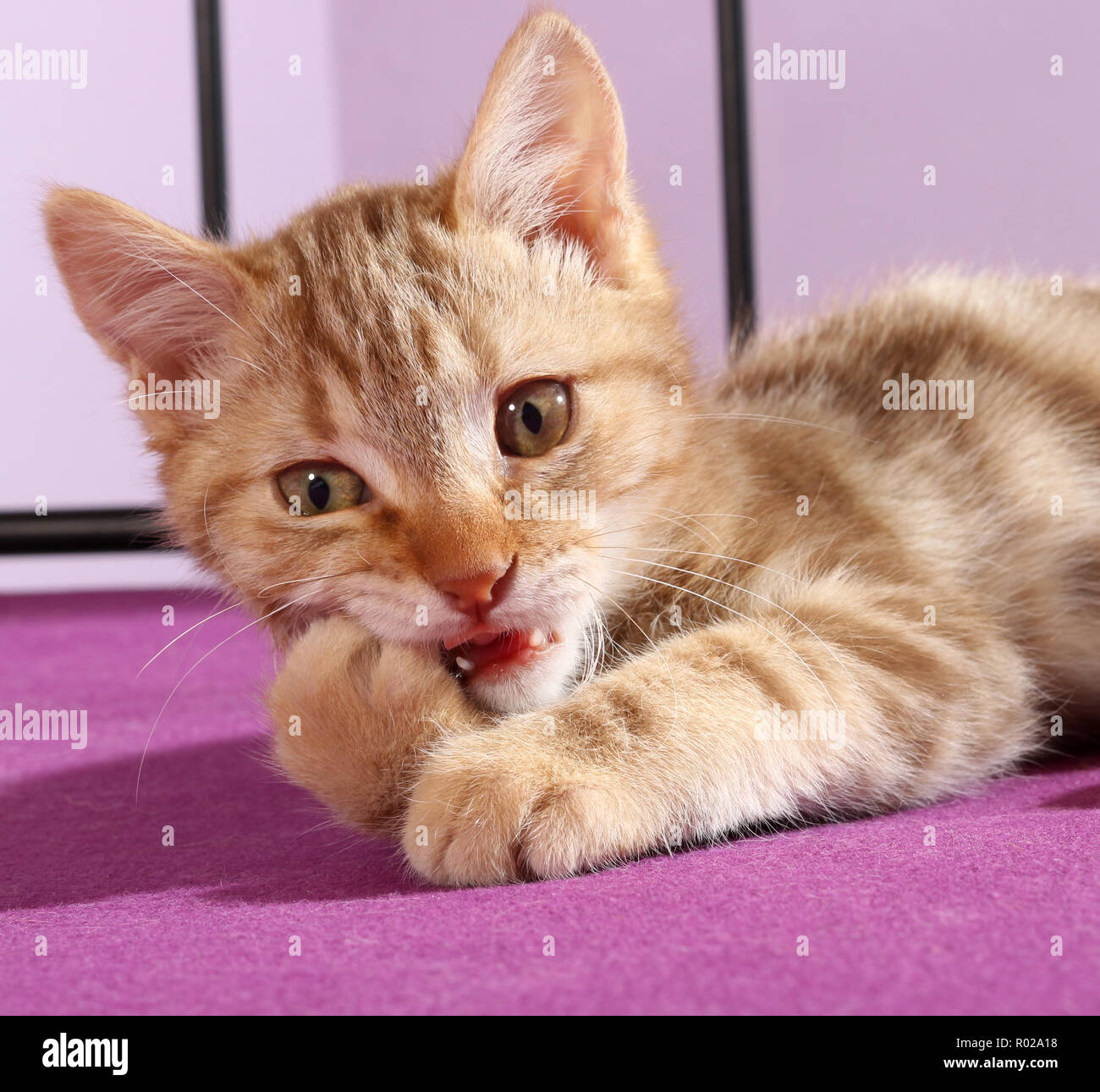 Cat Funny Clean Hi Res Stock Photography And Images Alamy