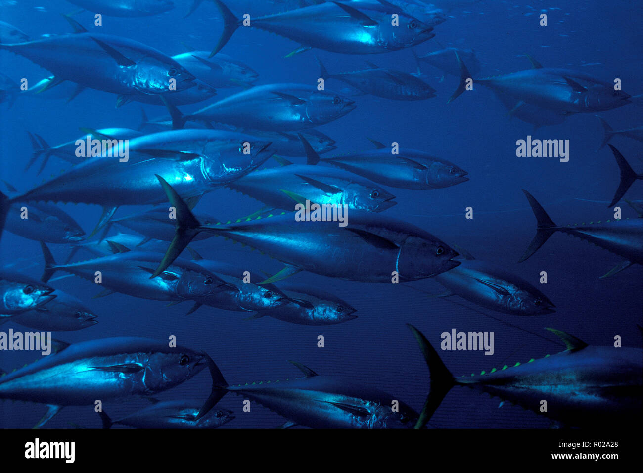 Yellowfin tuna, Thunnus albacares, Mexico, Pacific Ocean Stock Photo
