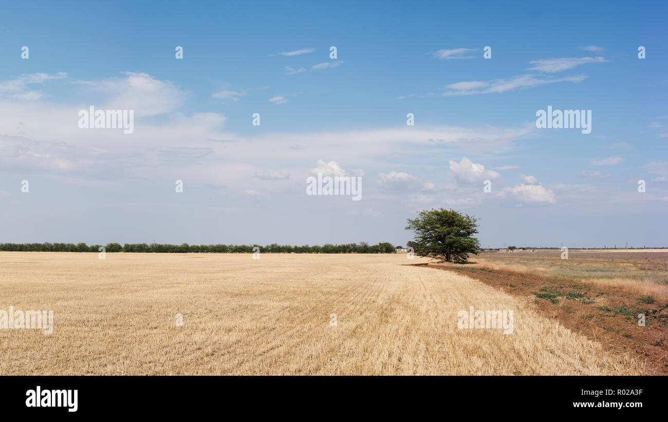 field of wheat which will soon begin harvesting, near unprocessed land and on the border of one green tree Stock Photo