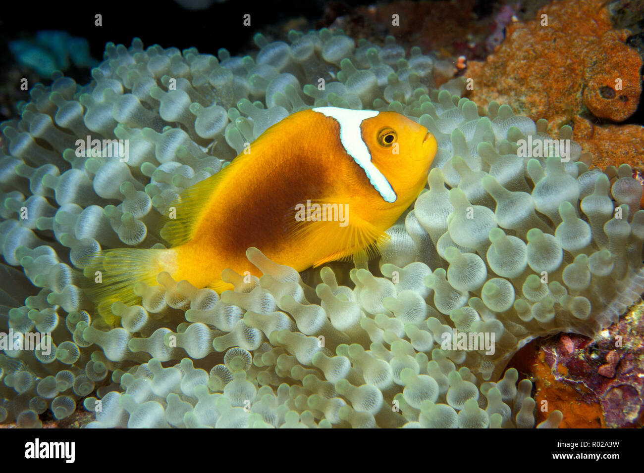 White-bonnet anemonefish, Amphiprion leucokranos, Fiji, Pacific Ocean Stock Photo