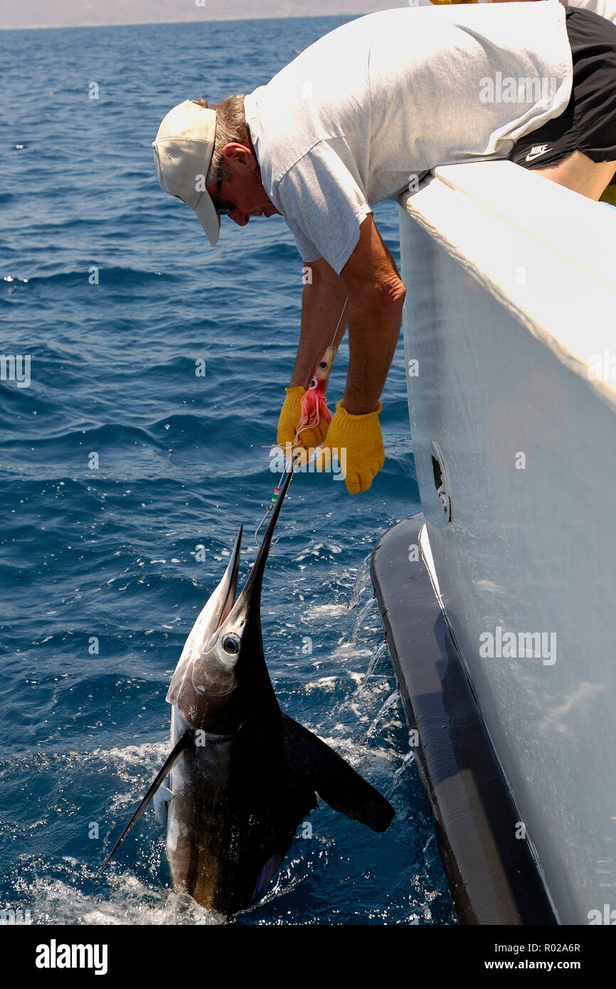 Striped marlin, Tetrapturus audax, fishing, Sea of Cortez, Mexico Stock Photo