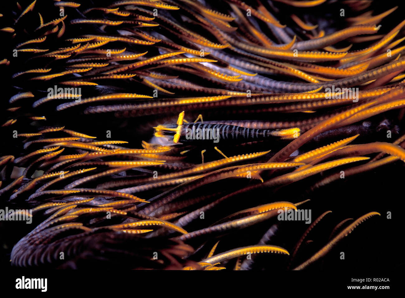Crinoid shrimp, Periclimenes sp., Fiji, Pacific Ocean Stock Photo