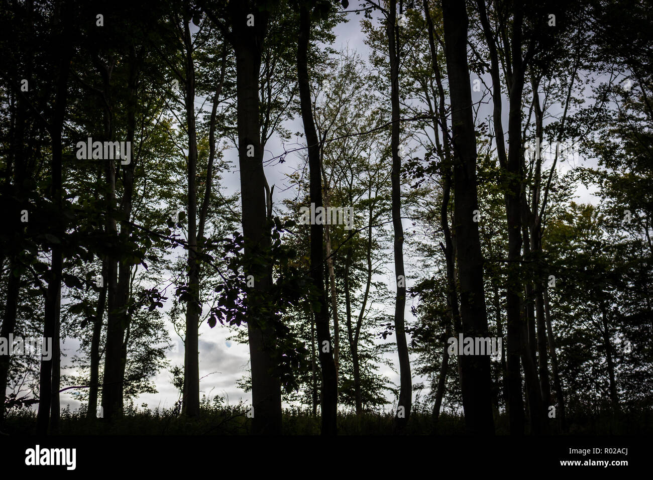 Woodland tree in silhouette hi-res stock photography and images - Alamy