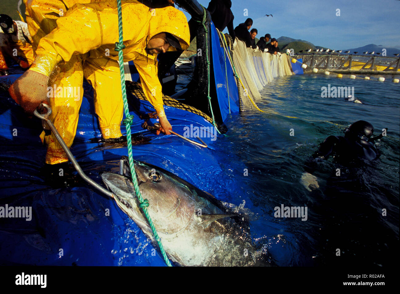 Bluefin Tuna, Thunnus thynnus, harvest, Mexico, Pacific Ocean Stock
