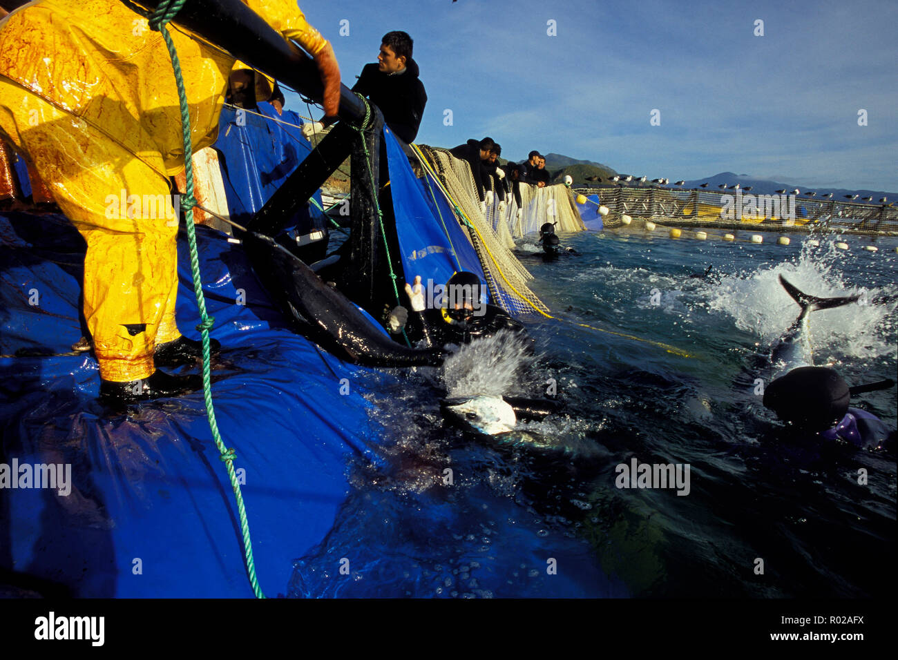 Bluefin Tuna, Thunnus thynnus, harvest, Mexico, Pacific Ocean Stock