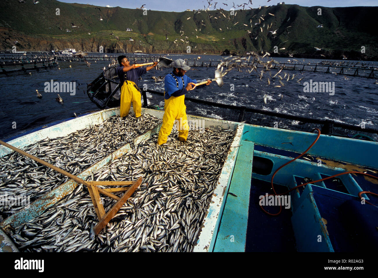 Bluefin Tuna, Thunnus thynnus, harvest, Mexico, Pacific Ocean Stock