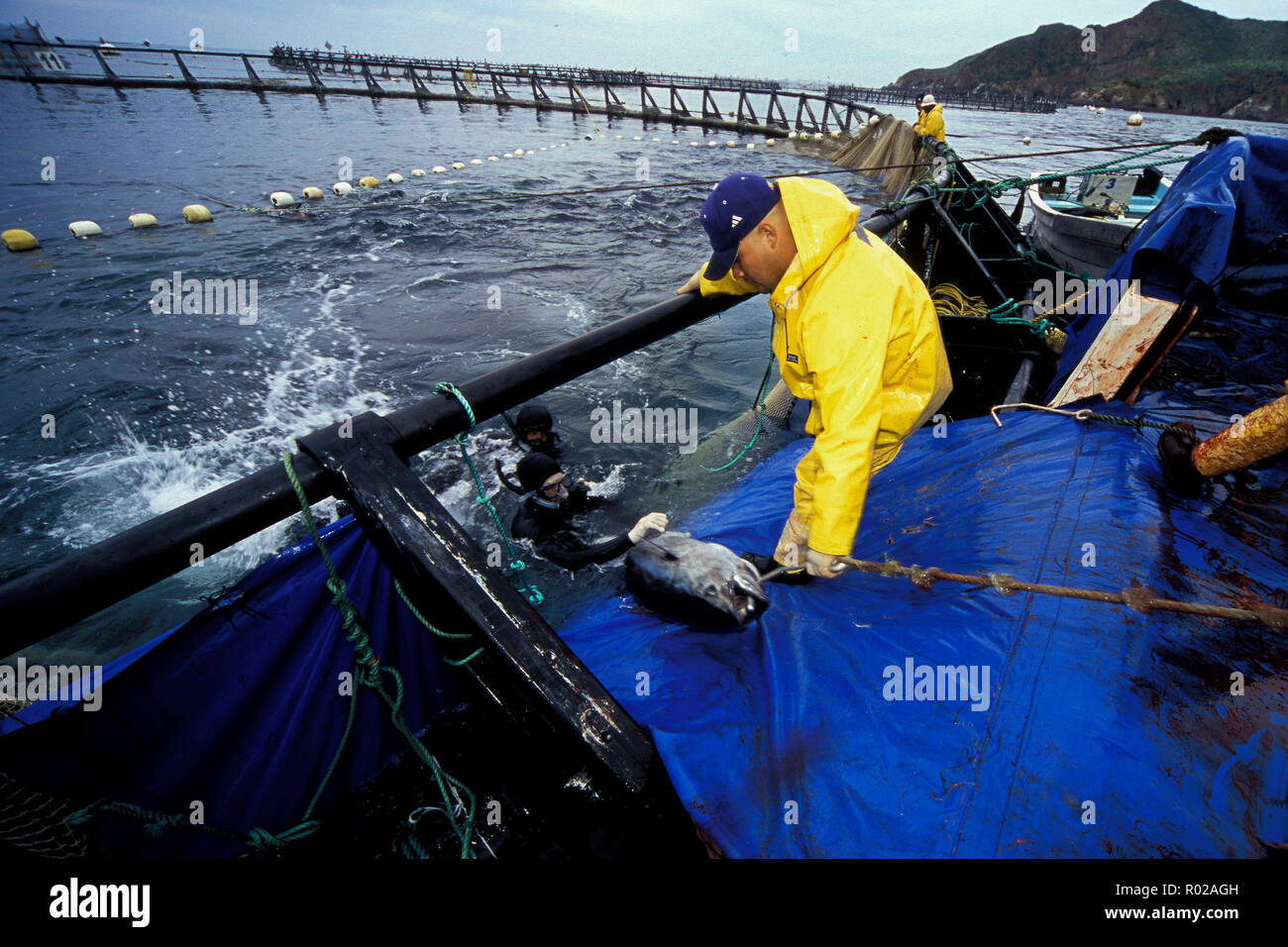 Bluefin Tuna, Thunnus thynnus, harvest, Mexico, Pacific Ocean Stock