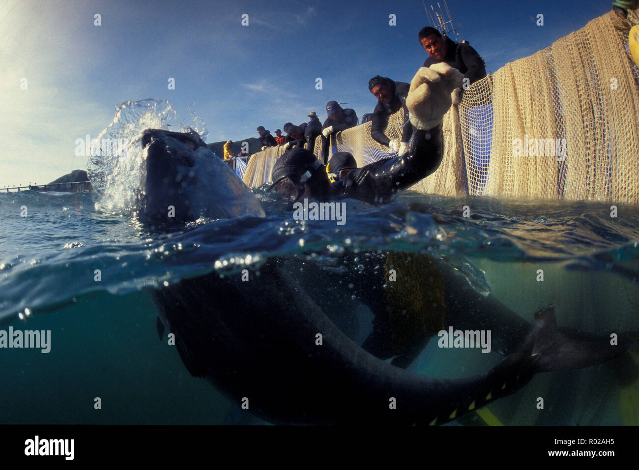 Bluefin Tuna, Thunnus thynnus, harvest, Mexico, Pacific Ocean Stock