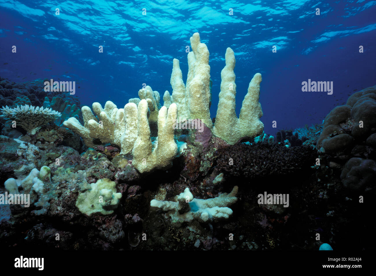 Climate change due to global warming degrades the health of coral reefs, Pacific Ocean Stock Photo