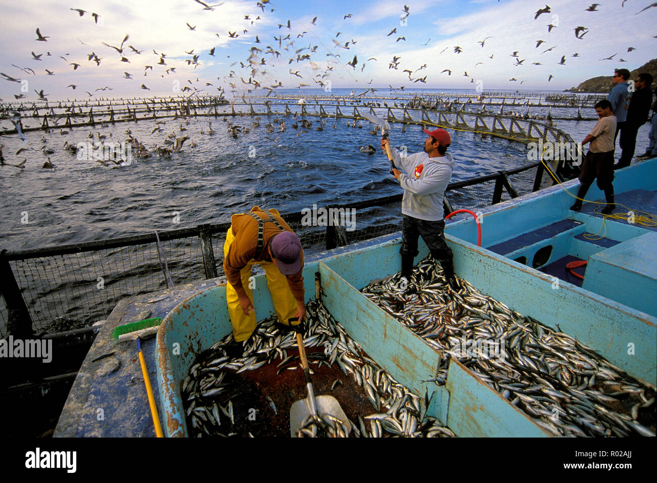 Northern Bluefin tuna aquaculture, Thunnus thynnus, Mexico, Pacific Ocean Stock Photo