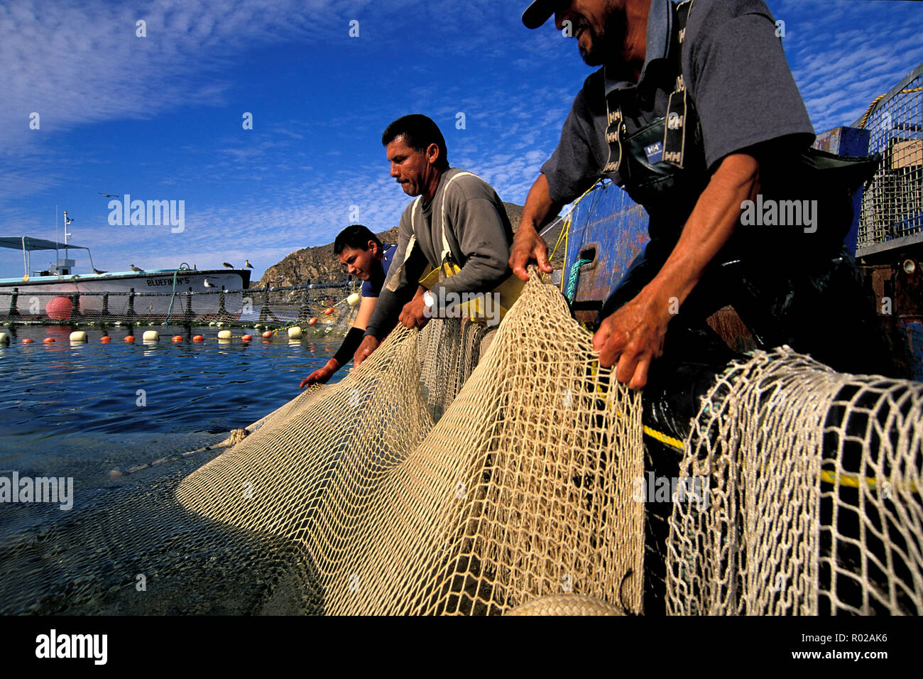 Northern Bluefin tuna, Thunnus thynnus, are raised in floating aquaculture pens, then harvested for export to Japan, Mexico Stock Photo