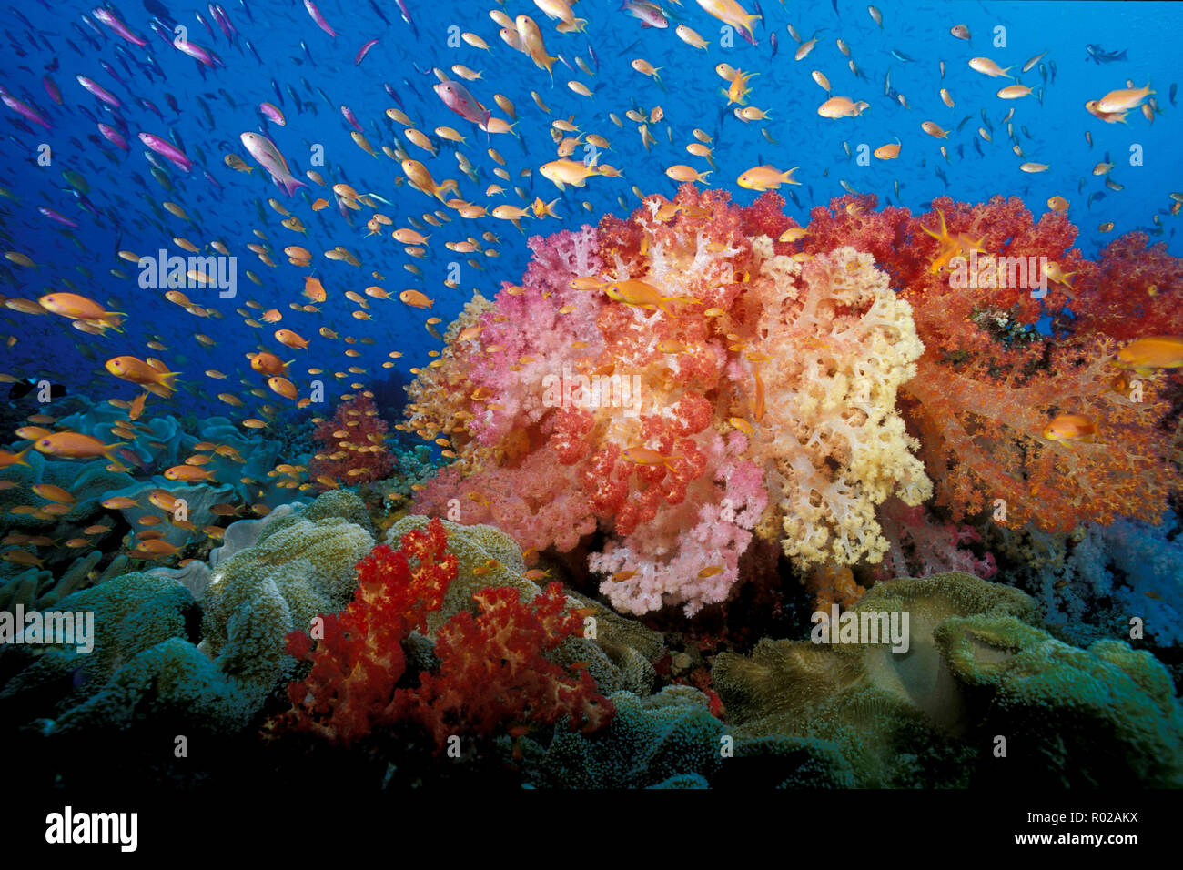 Tropical coral reef, Fiji, Pacific Ocean Stock Photo
