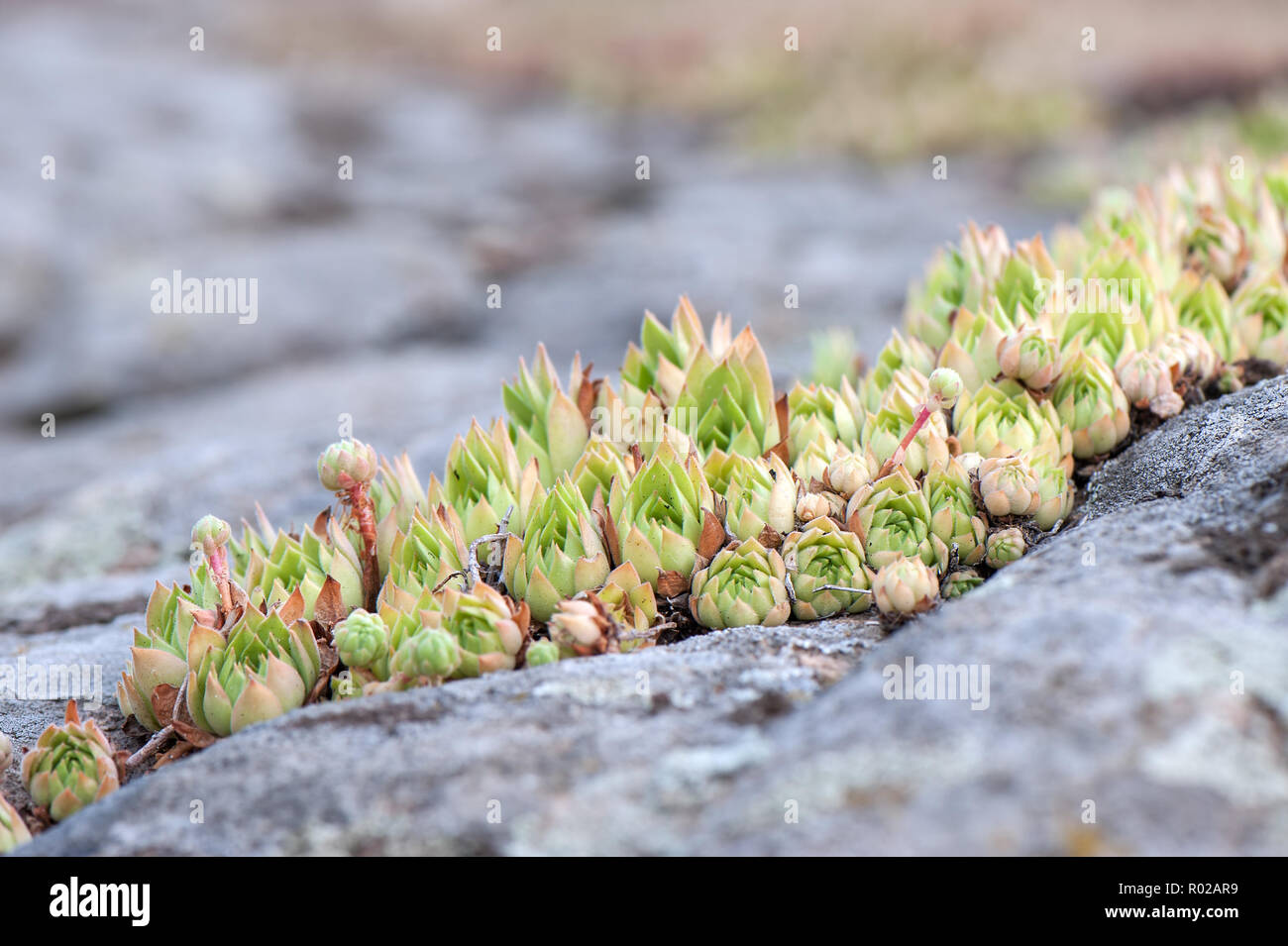 Succulentplant hi-res stock photography and images - Alamy