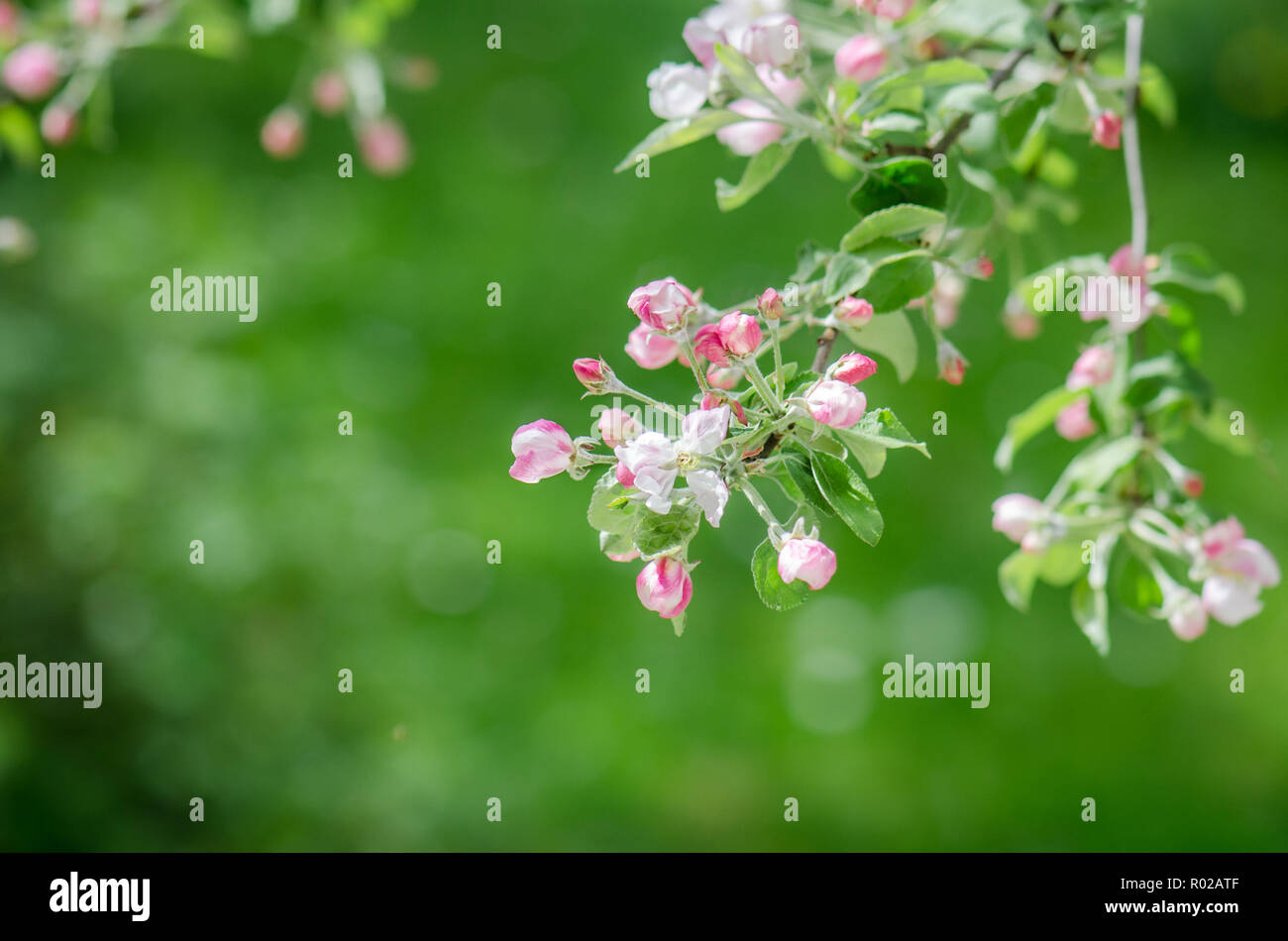 A branch of blossoming Apple trees in springtime, green background ...